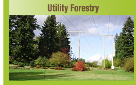 Utility Forestry